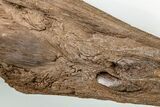 Cretaceous Swordfish (Protosphyraena) Rostrum - Kansas #197696-2